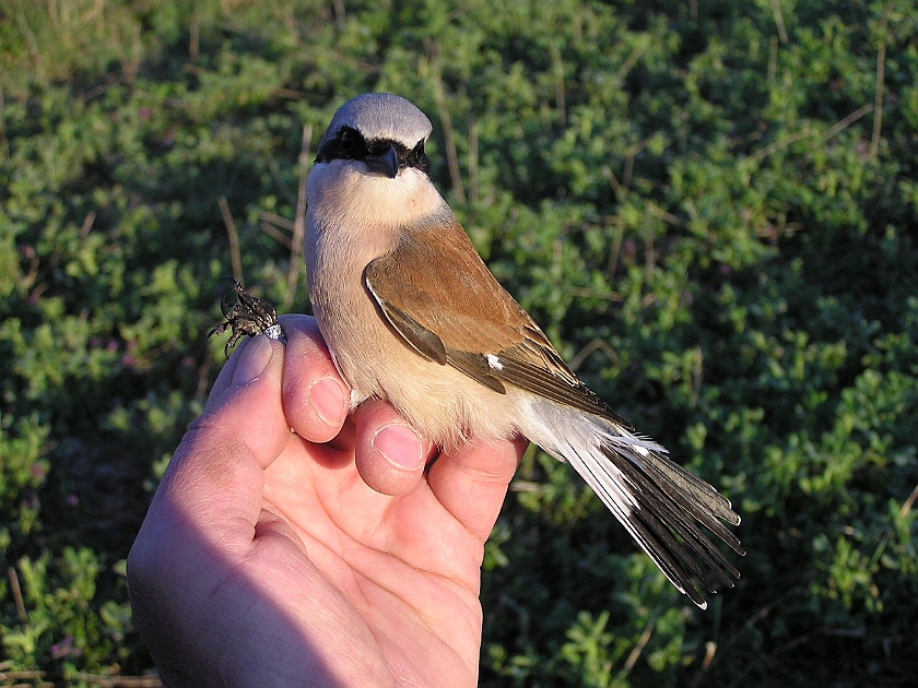 Red-backed Shrike, Sundre 20050513